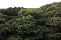 Lithocarpus pachyphyllus